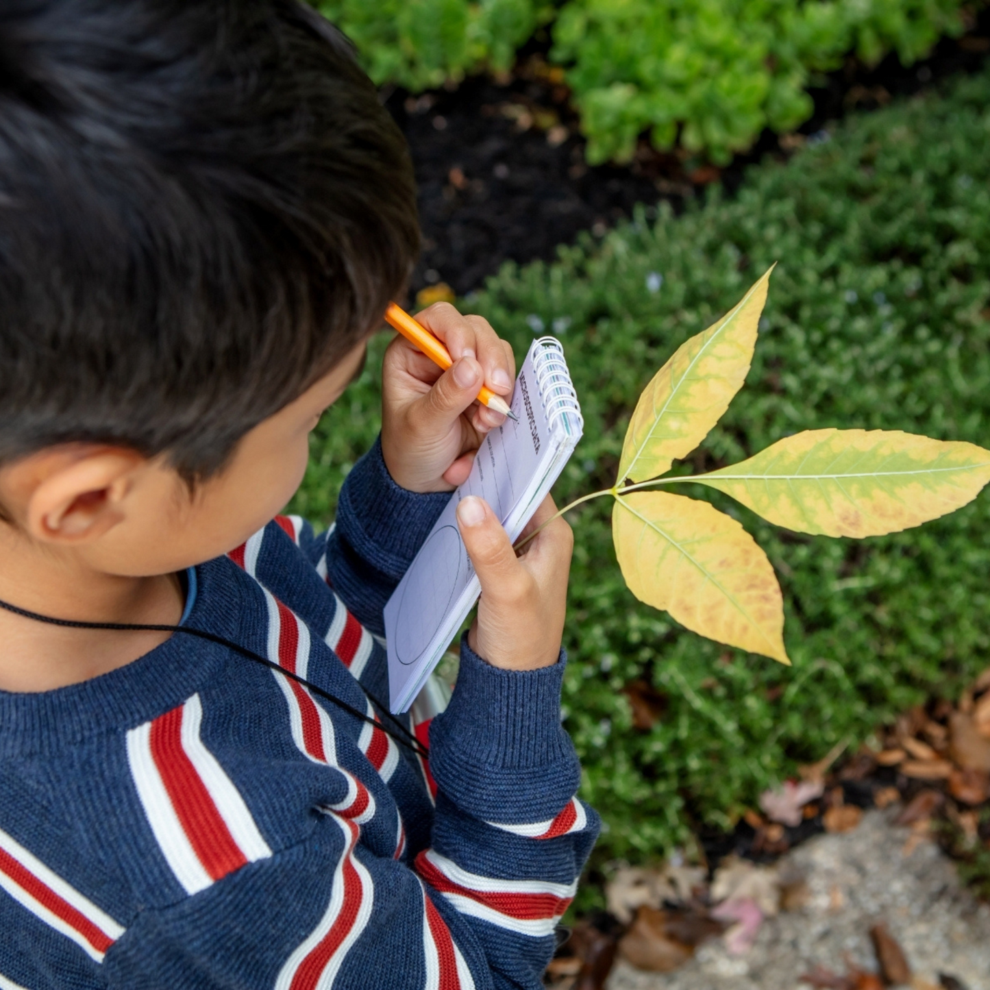 Tiger Tribe | Explorer Microscope Set