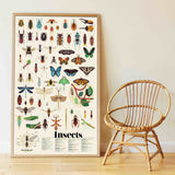 Sticker Poster Discovery - Insects